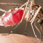 Without forests, mosquitoes turn to human blood