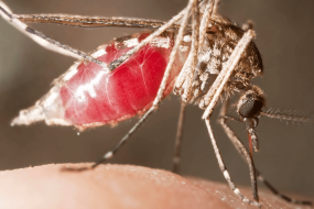 Without forests, mosquitoes turn to human blood