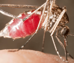 Without forests, mosquitoes turn to human blood