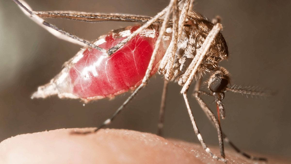 Without forests, mosquitoes turn to human blood