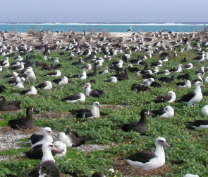 Snowed in? Watch albatrosses nest on a sunny Pacific island instead