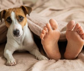 Would my dog or cat really eat me if I died alone?
