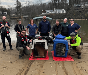 Abandoned pigs rescued on Tennessee’s Looney Islands