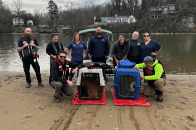 Abandoned pigs rescued on Tennessee’s Looney Islands