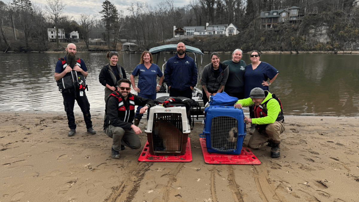 Abandoned pigs rescued on Tennessee’s Looney Islands