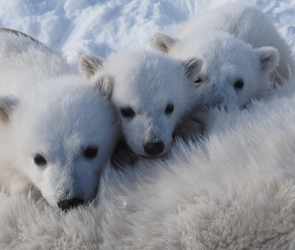 Svalbard polar bears are doing surprisingly well (for now)