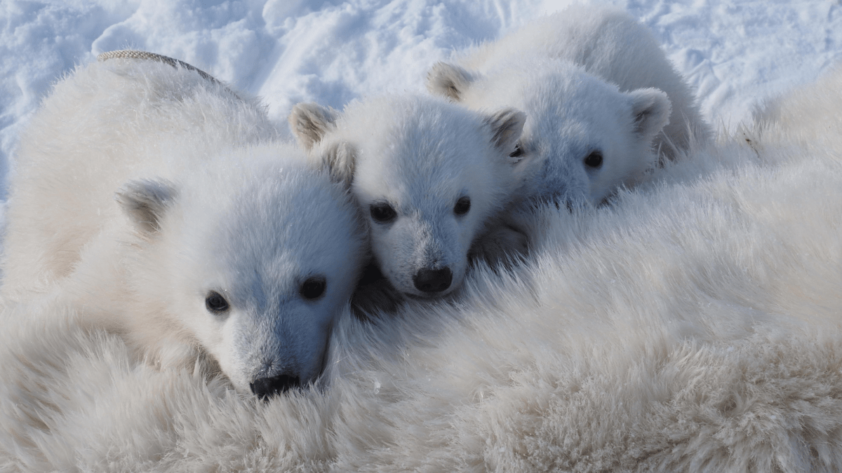 Svalbard polar bears are doing surprisingly well (for now)