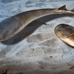 Mass death paved the way for the Age of Fishes