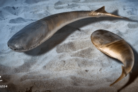 Mass death paved the way for the Age of Fishes