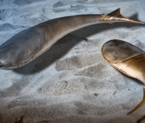 Mass death paved the way for the Age of Fishes