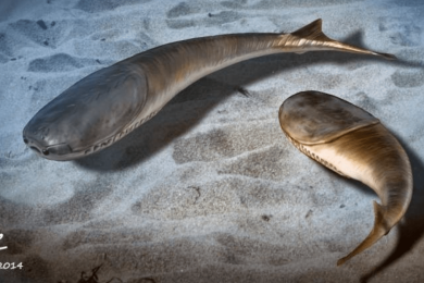 Mass death paved the way for the Age of Fishes