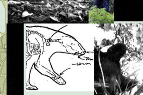 New Records Reveal the Mess RFK Jr. Left When He Dumped a Dead Bear in Central Park