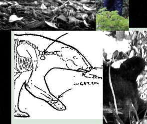 New Records Reveal the Mess RFK Jr. Left When He Dumped a Dead Bear in Central Park