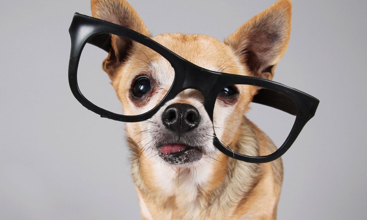 These are the best gadgets for your pet right now