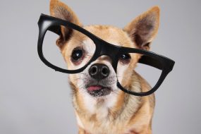 These are the best gadgets for your pet right now