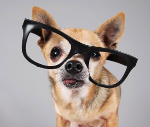 These are the best gadgets for your pet right now