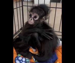 Baby spider monkeys rescued in Texas