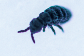 Snow fleas use their tail to jump around the ice