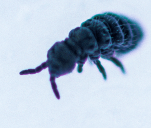 Snow fleas use their tail to jump around the ice