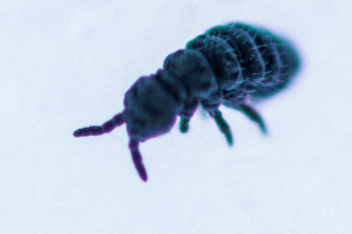 Snow fleas use their tail to jump around the ice