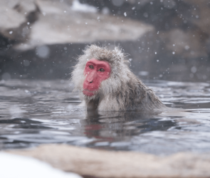 Japanese snow monkeys get more than just relief from hot springs