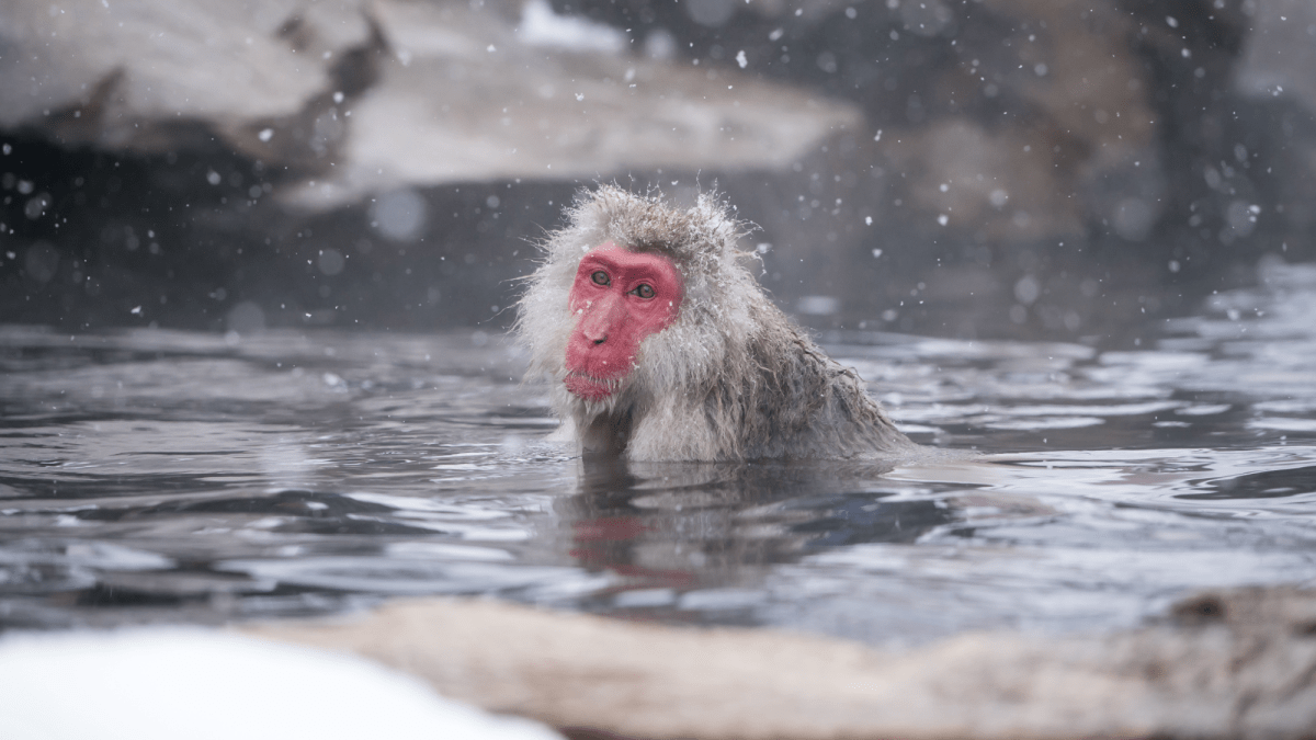 Japanese snow monkeys get more than just relief from hot springs