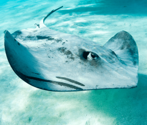 Stingray-inspired robot cracks the mystery of how rays swim