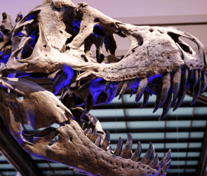 Tyrannosaurus rex took 40 years to reach full size