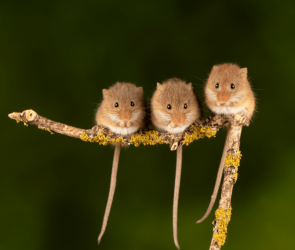 Female mice often have multiple sexual partners—for survival