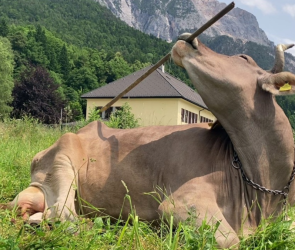 Veronika the Cow shocks scientists by using a tool