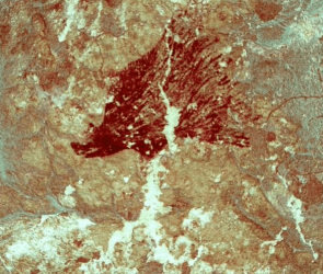 Pigs have been island hopping for 50,000 years