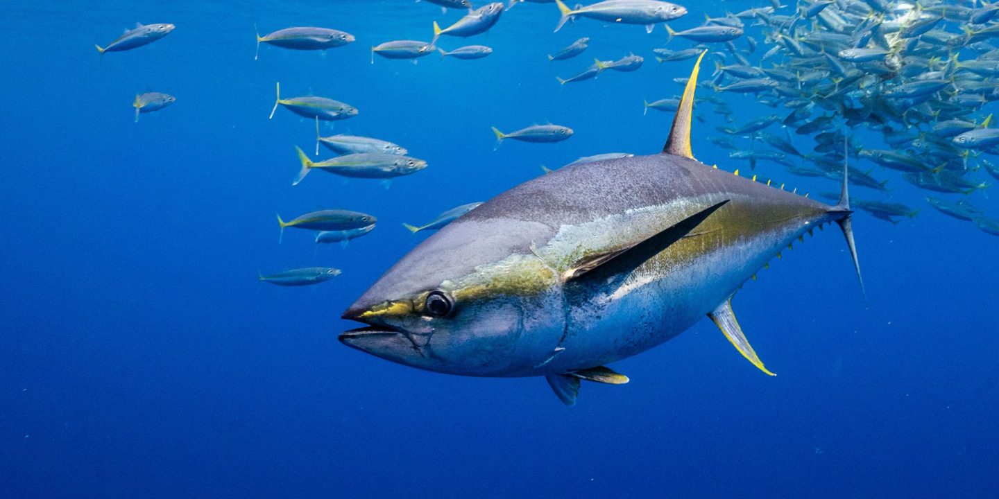 Water Breathing Is a Blind Spot in Animal Welfare Science