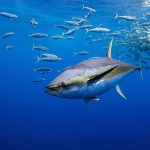 Water Breathing Is a Blind Spot in Animal Welfare Science