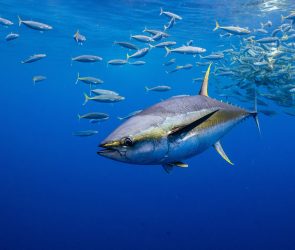 Water Breathing Is a Blind Spot in Animal Welfare Science