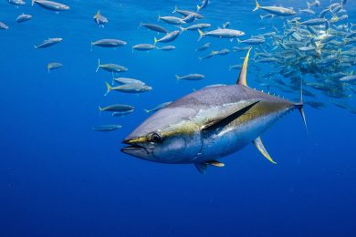 Water Breathing Is a Blind Spot in Animal Welfare Science