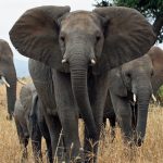 Why do elephants have such big ears? There’s not one answer.缩略图 Why do elephants have such big ears? There's not one answer.