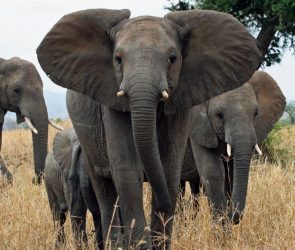 Why do elephants have such big ears? There's not one answer.