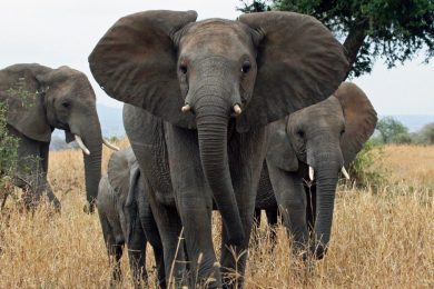 Why do elephants have such big ears? There's not one answer.