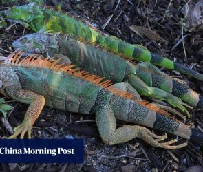 US winter weather leads to heavy snow, cancelled flights and, in Florida, falling iguanas
