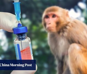 China’s biotech boom sends price of lab monkeys for drug tests climbing