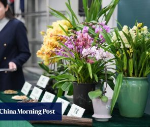 23 cases of smuggled orchids recorded as holiday demand swells in Hong Kong