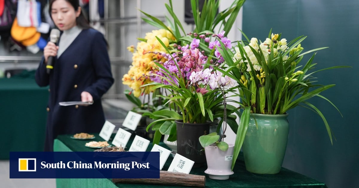 23 cases of smuggled orchids recorded as holiday demand swells in Hong Kong