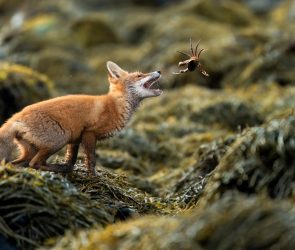 Society of Photographers announces Photographer of the Year