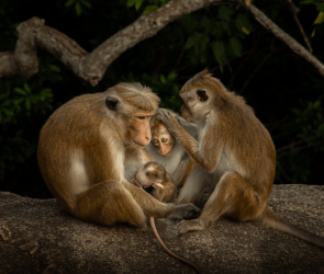 11 stunning finalists for the Youth Photographer of the Year prize