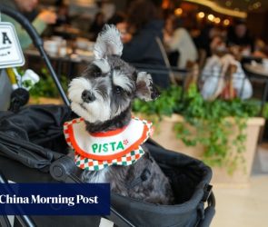 Hong Kong government may set limit of 2 dogs per diner under new pet-friendly policy