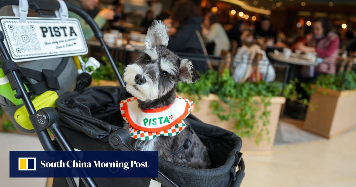 Hong Kong government may set limit of 2 dogs per diner under new pet-friendly policy
