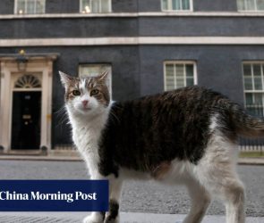 UK’s Larry the cat, 19, marks 15 years, 6 PMs, as chief mouser