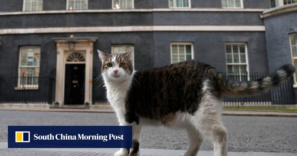 UK’s Larry the cat, 19, marks 15 years, 6 PMs, as chief mouser