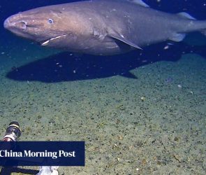 First-ever Antarctic sleeper shark footage reveals a giant ‘hunk’ in icy depths