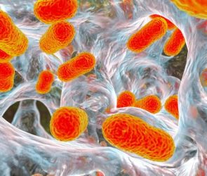 Acinetobacter baumannii Antibiotic Resistant Bacteria Biofilm